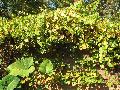 Grape / Vitis species 